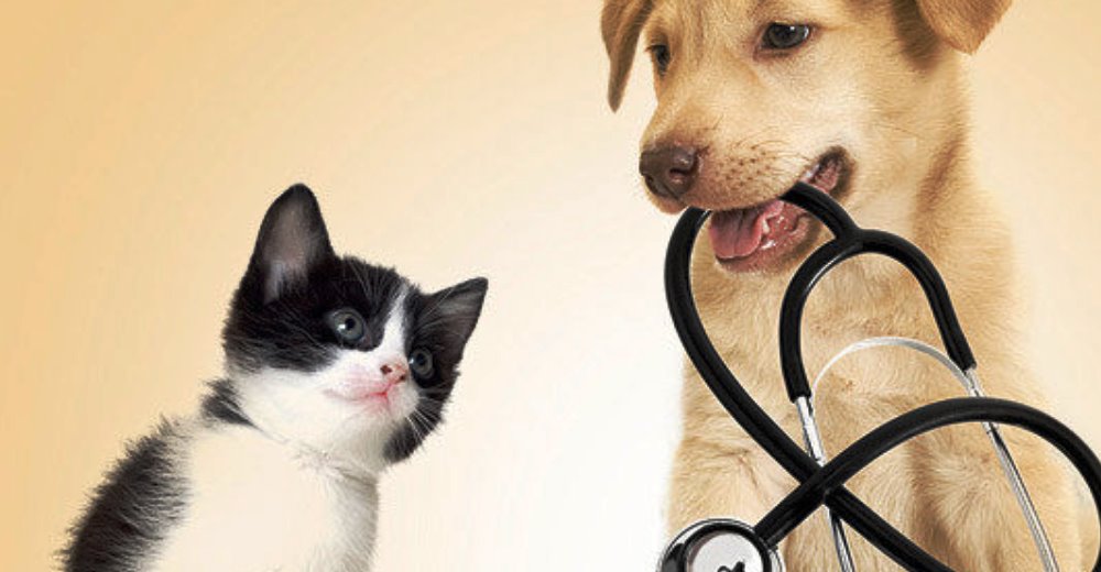Se solicita eliminar el pago de impuestos en los servicios de atención veterinaria