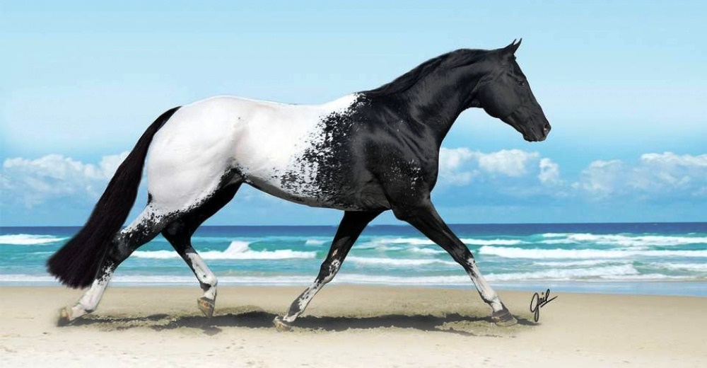 ¿Te gustan los caballos? Estas 16 majestuosas razas te dejarán sin aliento…