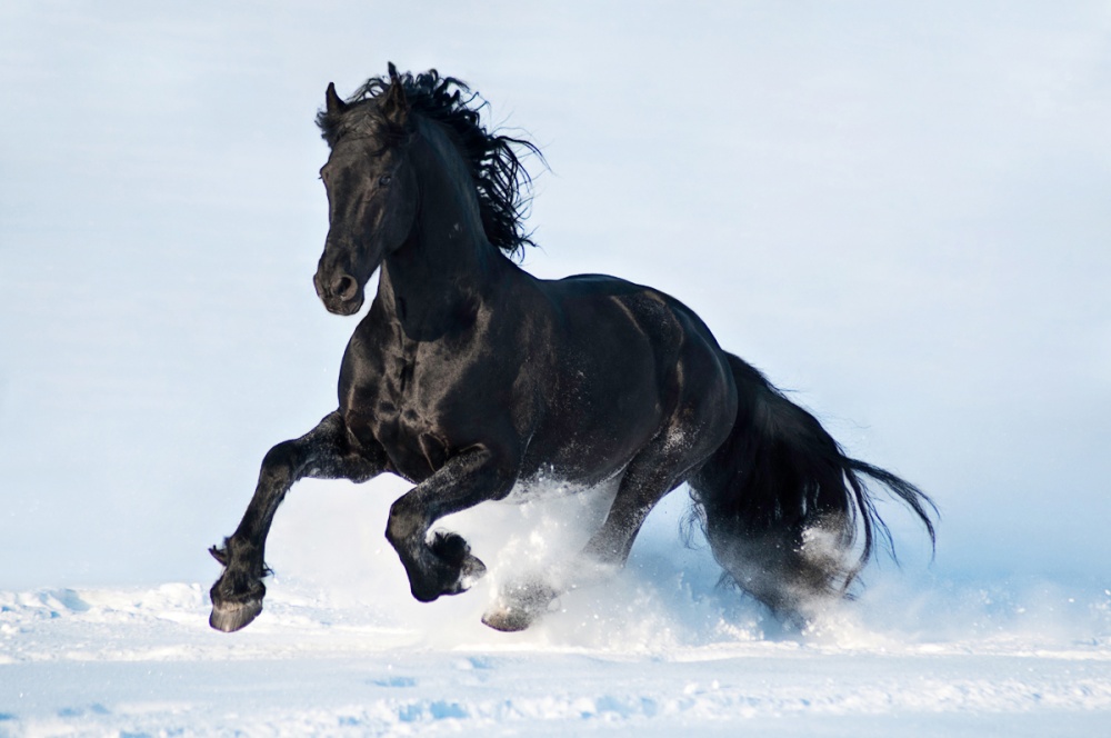 caballos bellos 1