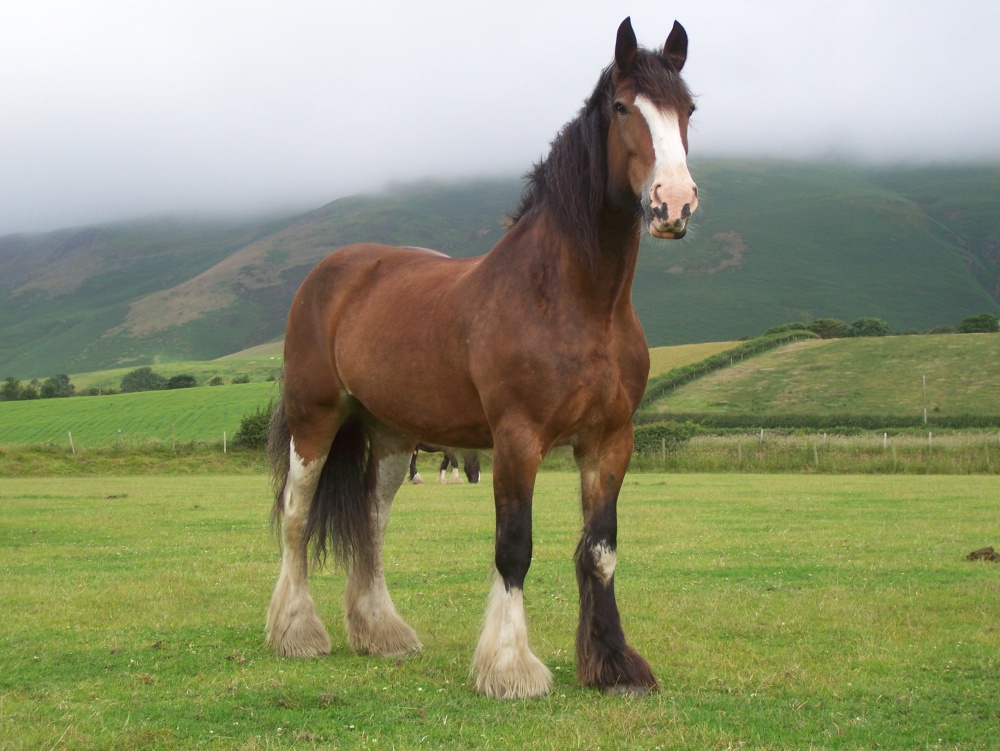 caballos bellos 10