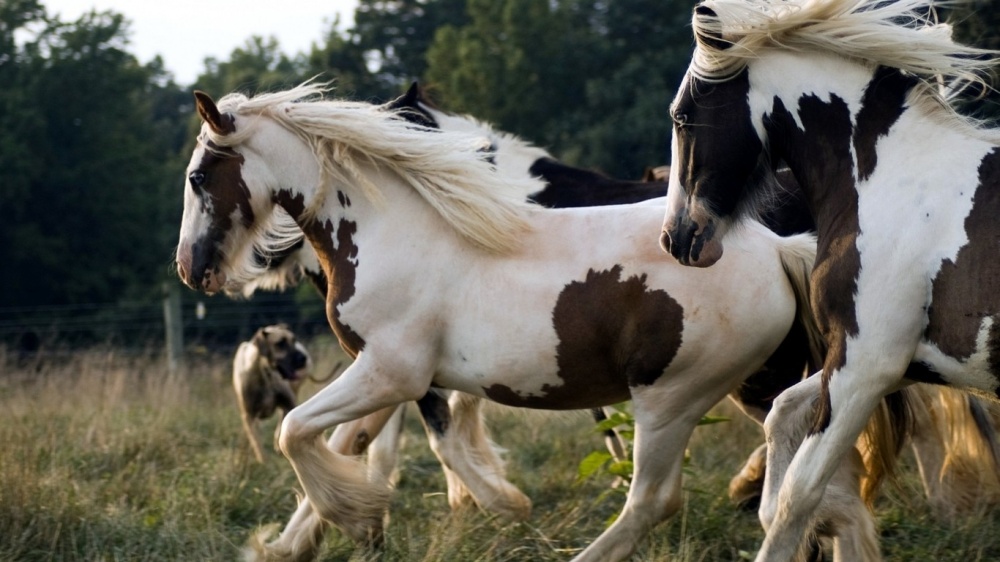 caballos bellos 14