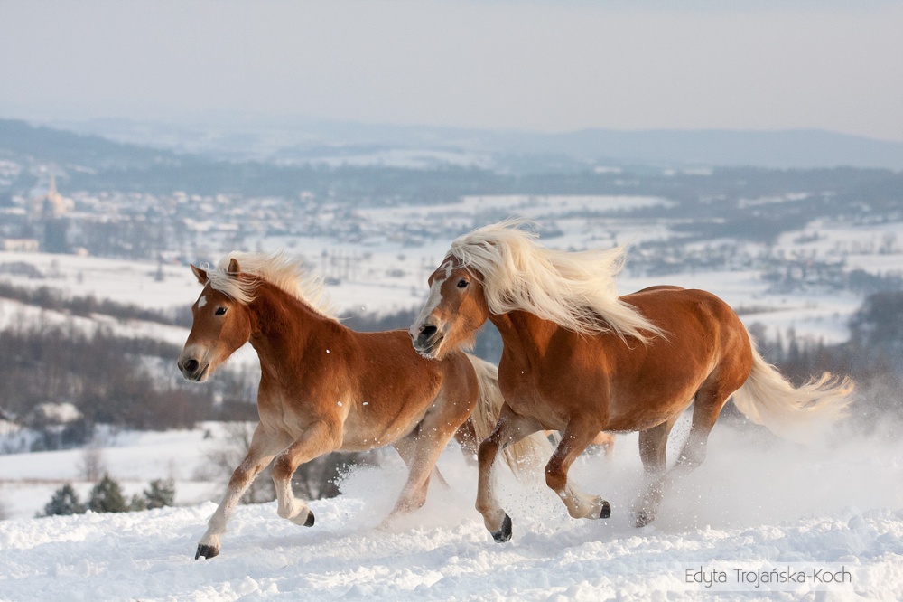 caballos bellos 5