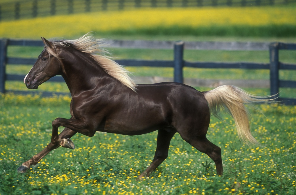 caballos bellos 6