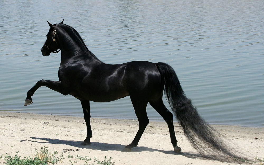 caballos bellos 8