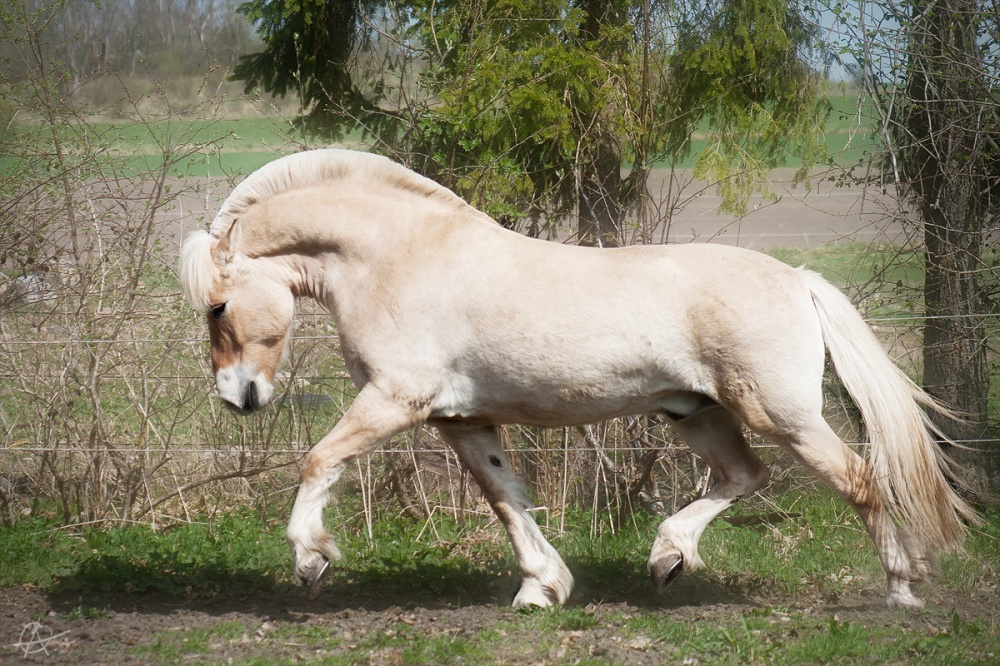 caballos bellos 9