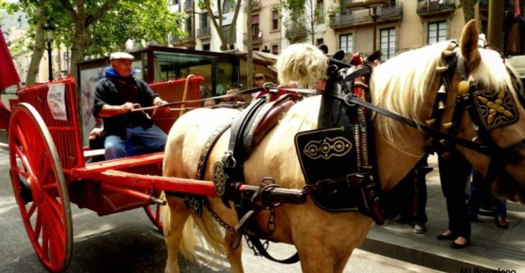 carruajes-caballos-barcelona 3