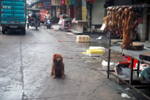 IMAGE DISTRIBUTED FOR HUMANE SOCIETY INTERNATIONAL - Humane Society International’s China specialist, Peter Li, visited dog meat markets and slaughterhouses in Yulin, where locals consume dog and cat meat to observe the summer solstice (21 June). HSI has been working with local groups to end this suffering in China. Although some slaughterhouses remain in operation, the dog meat trade is in decline. In this image, released on Tuesday June 2, 2015, dogs are hung up for sale for meat in Dong Kou market, as a dog looks on. (AP Images for Humane Society International)