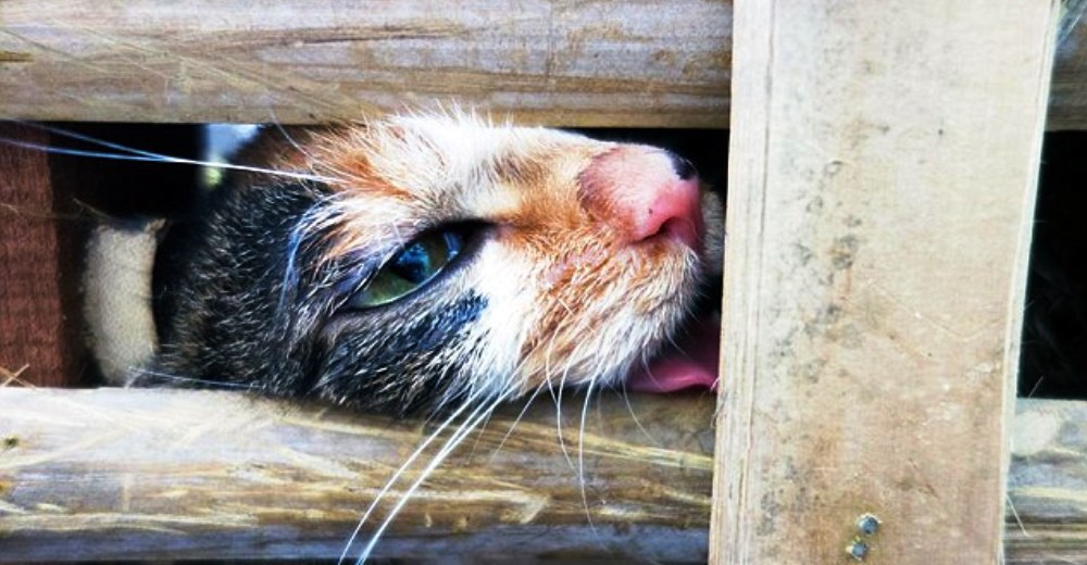 Rescatan a más de 1.000 gatos justo antes de que acabaran con su vida