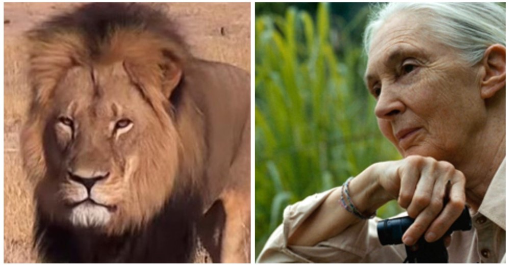 En medio de la triste muerte de Cecil, Jane Goodall puede ver una luz de esperanza En medio de la triste muerte de Cecil, Jane Goodall puede ver una luz de esperanza