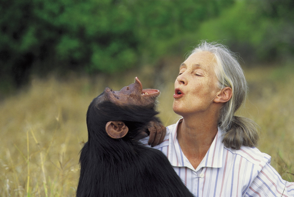 Jane with Uruhara pant-hooting, 1996.