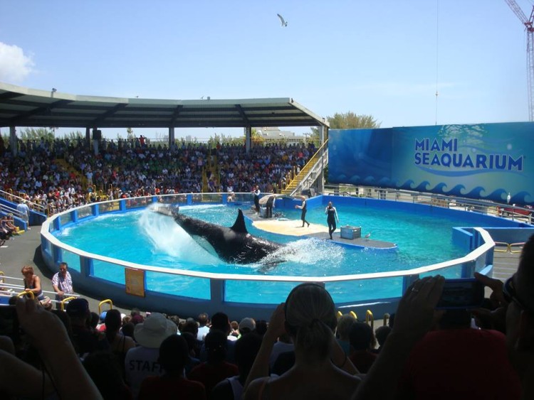 lolita-orca-sea-world4