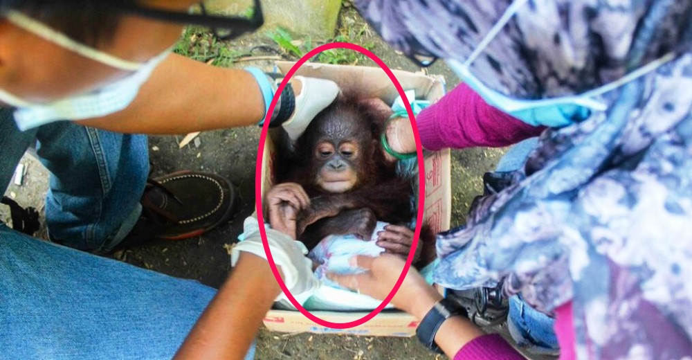 Un bebé orangután intentó morir después de perder a su mamá… Pero todavía no era su hora Un bebé orangután intentó morir después de perder a su mamá… Pero todavía no era su hora