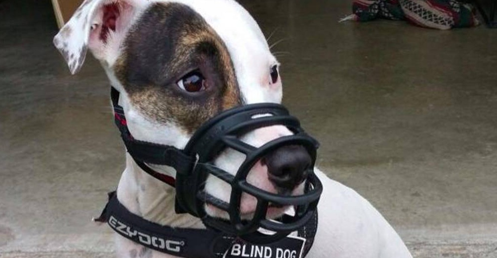 Obligan a un perrito ciego a usar permanentemente un bozal solo por ser un pitbull
