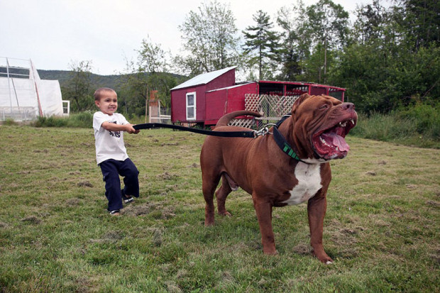 pitbull-grande-8-cachorros-14