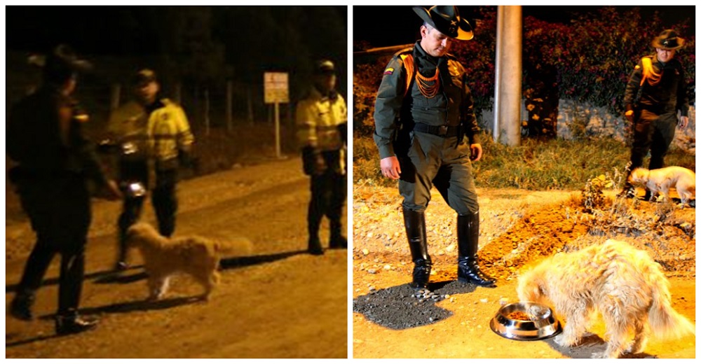 Captan a oficiales acercándose a perros callejeros al caer la noche y la Policía toma medidas