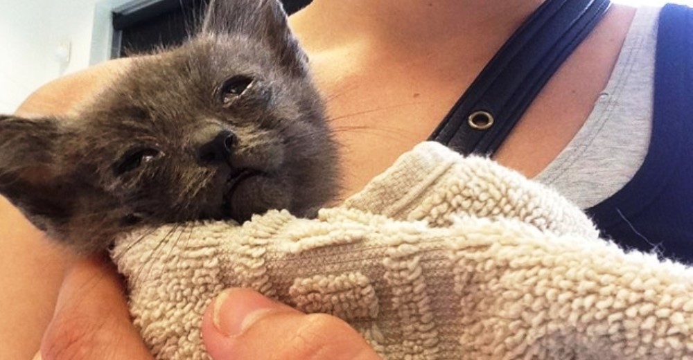 Pequeña gatita abandonada al borde de una carretera luchaba por su vida sin poder abrir sus ojos