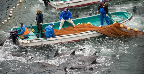 matanza-delfines-japon6
