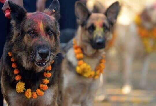 nepal celebra perros 1