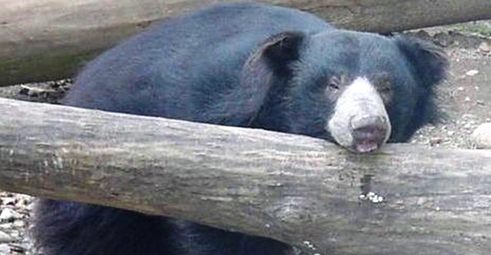 oso-deprimido1