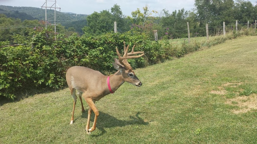 venado1