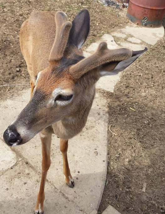 venado2