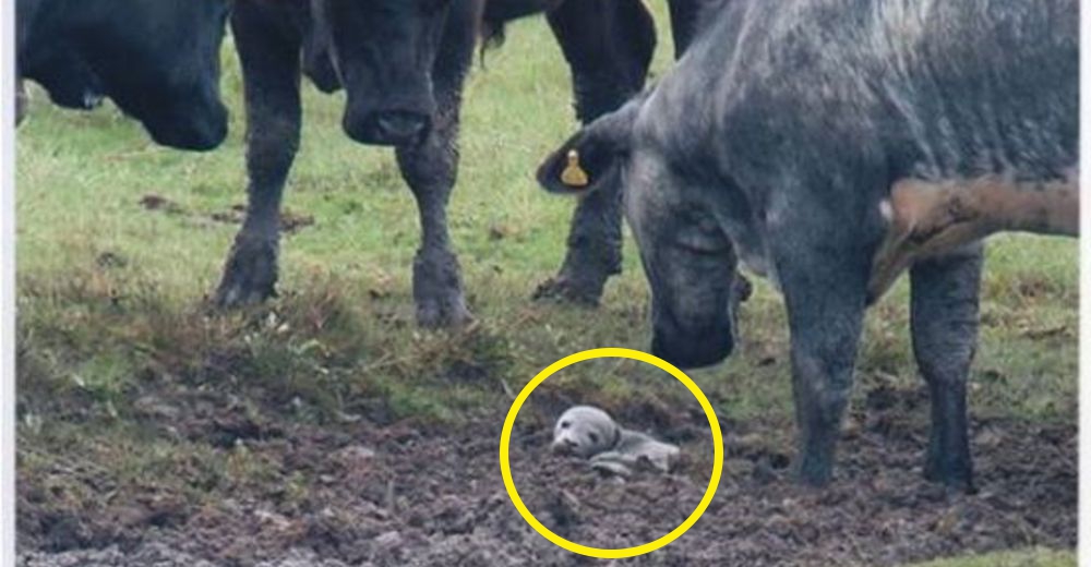 Encuentran una foca bebé atorada en el lodo mientras una manada de vacas luchaba por ayudarla