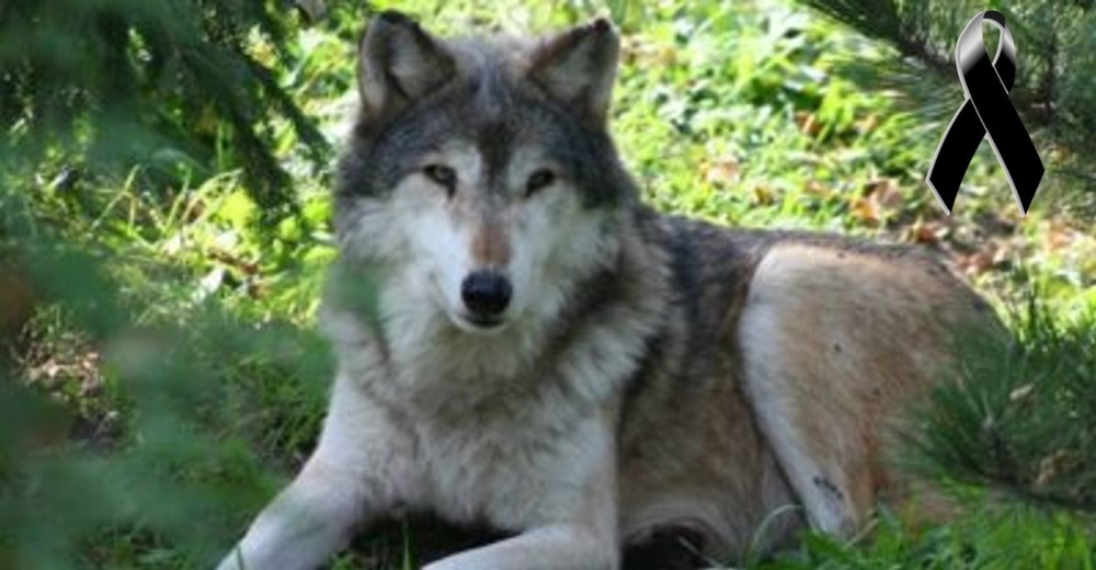 Muere un lobo inocente por culpa de que algunos humanos rompieron las reglas Muere un lobo inocente por culpa de que algunos humanos rompieron las reglas