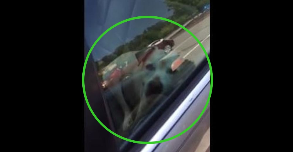 Dejan un perro olvidado en un auto en pleno sol de verano