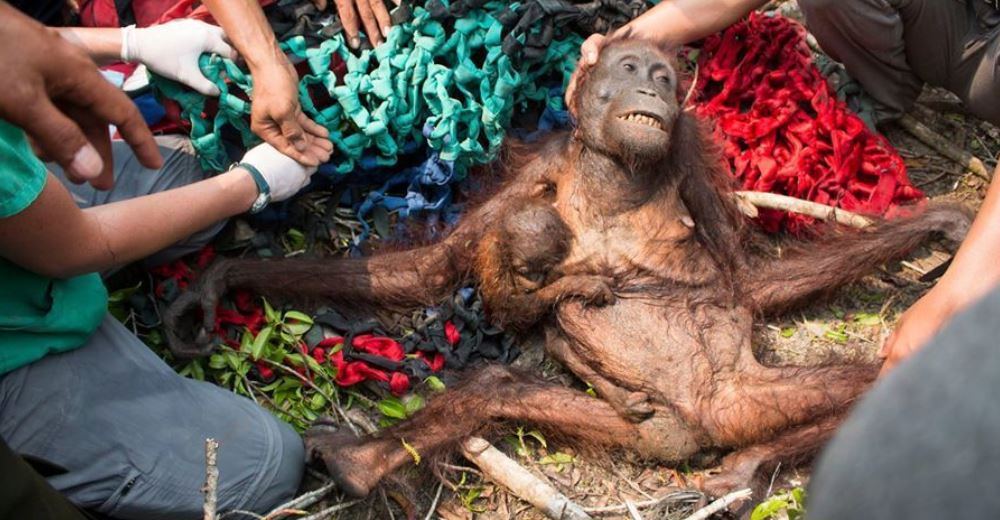 Orangután se emociona al enterarse de que finalmente ella y su bebé estaban a salvo