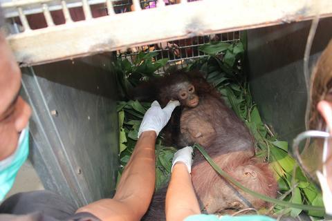 rescate-orangutanes-victimas-de-incendio-forestal-indonesia2