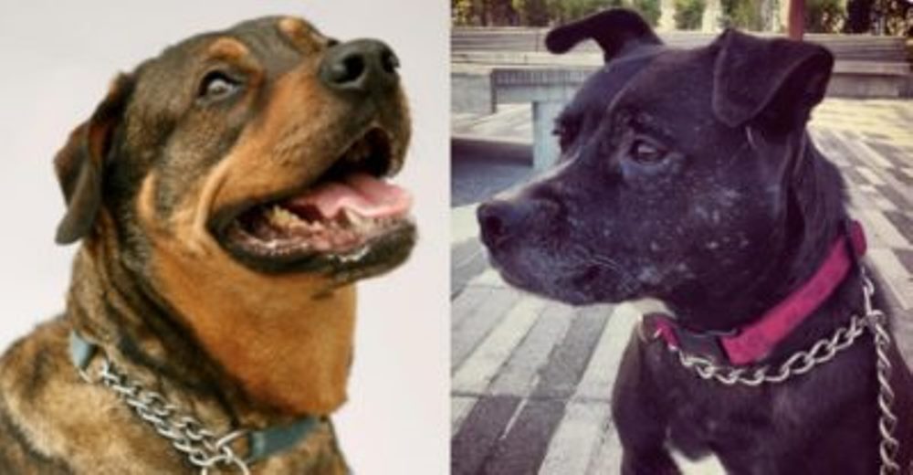 11 grandiosas razones para adoptar un perro adulto en lugar de un cachorro
