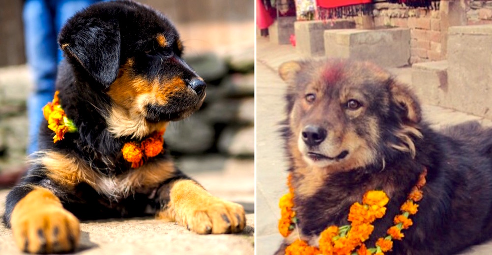 Grandioso – Todos los festivales para perros deberían celebrar lo mismo que este Grandioso – Todos los festivales para perros deberían celebrar lo mismo que este