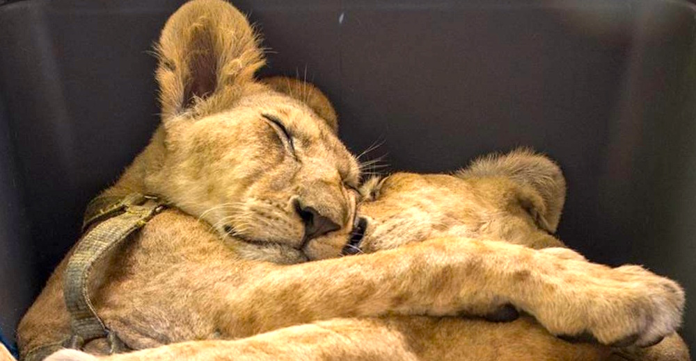 Dos hermanos leones se aferran a estar juntos durante su rescate en una zona de guerra