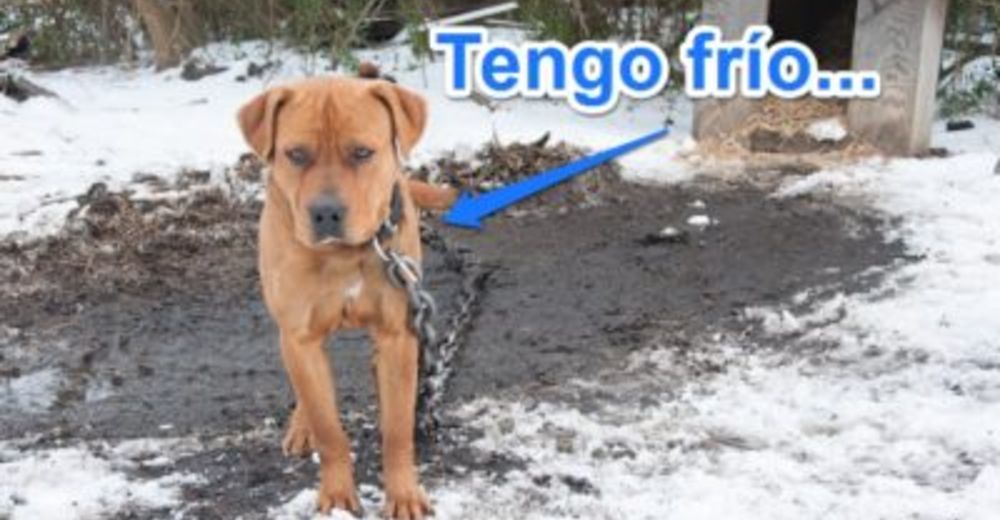10 razones por las que deberías mantener a tu perro dentro de casa en invierno … y siempre