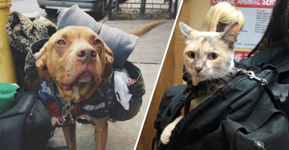 Una organización de Nueva York alimenta a personas y animales sin hogar Una organización de Nueva York alimenta a personas y animales sin hogar