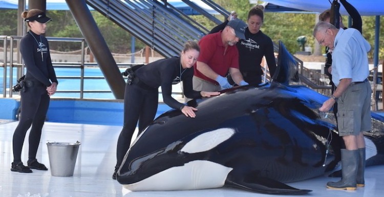 orca-muere-en-seaworld1