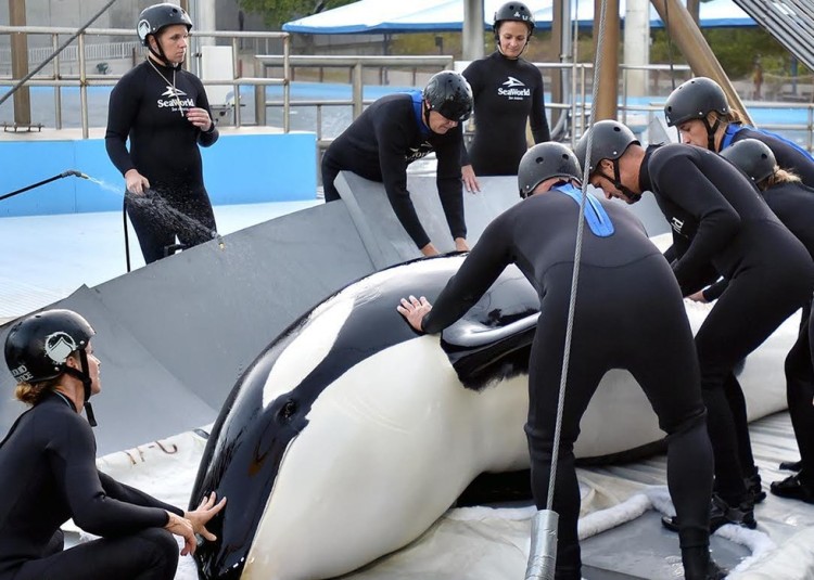 orca-muere-en-seaworld2