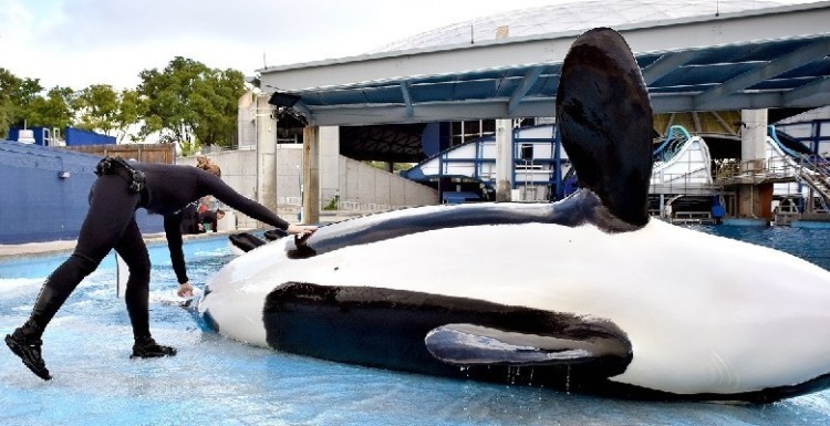 orca-muere-en-seaworld3