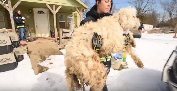 perro-rescatado-levanta-su-pata4