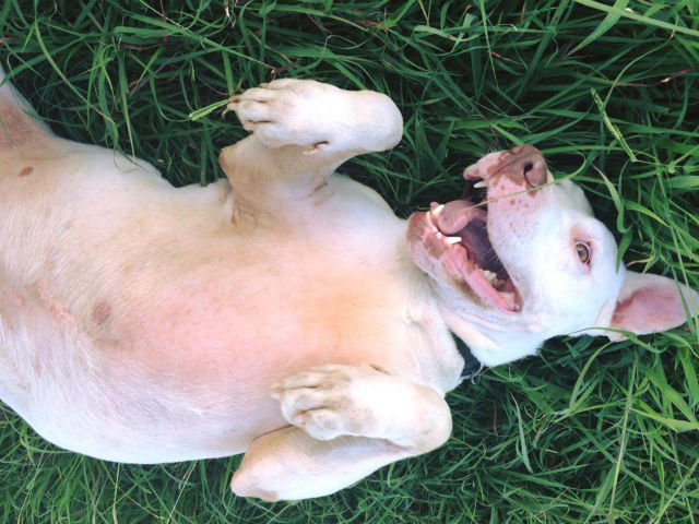 pitbull-adoptado-despues-de-esperar-mil-dias4