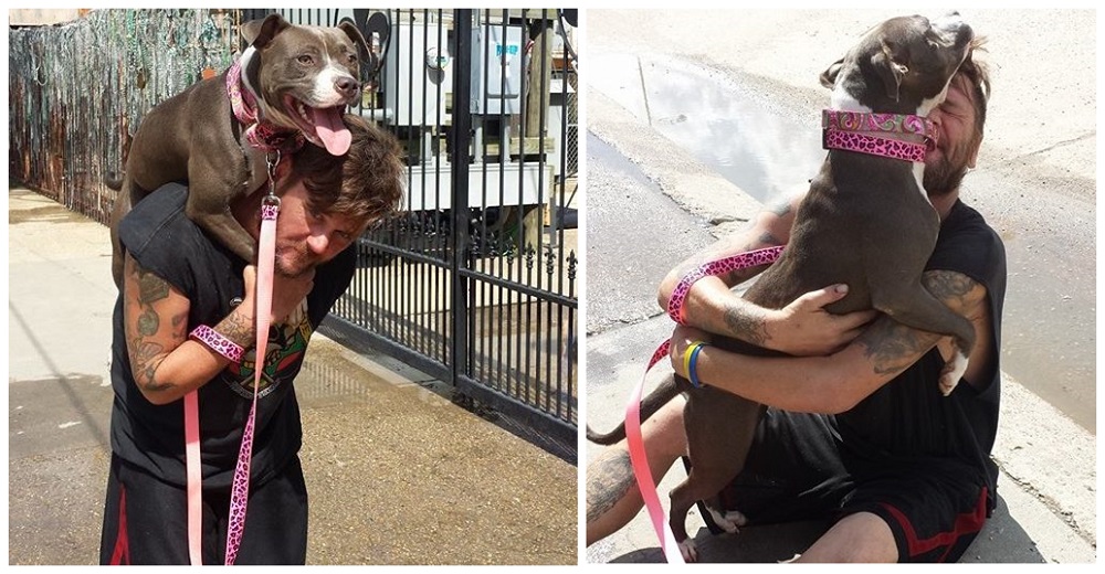 Perrita pitbull pasa los 15 días más tristes en un refugio hasta que ve entrar a su humano