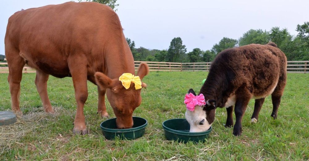 Esta vaca escapó del matadero para huir a un lugar que le cambiaría la vida Esta vaca escapó del matadero para huir a un lugar que le cambiaría la vida
