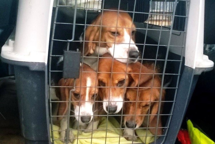 10 beagles rescatados 1