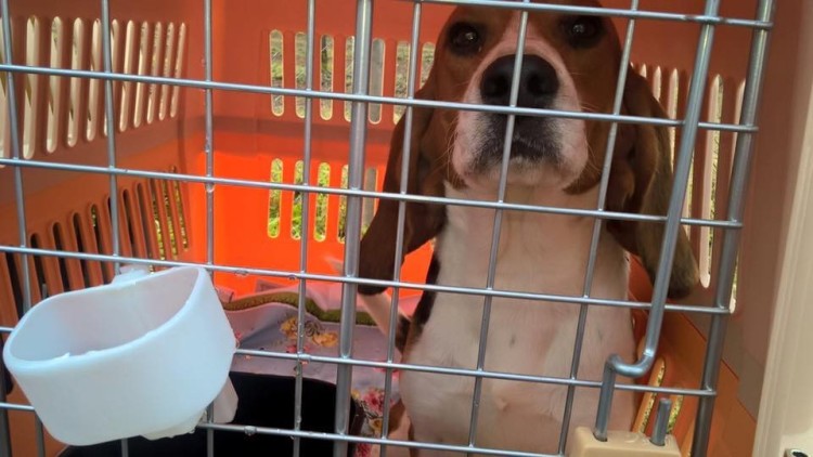 10 beagles rescatados 4