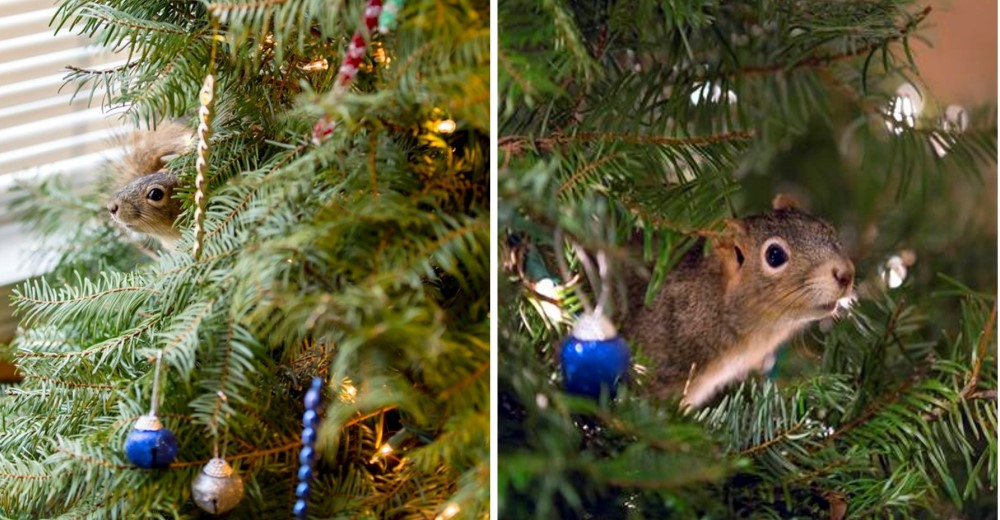 Grandioso – Una ardilla rescatada disfruta de la Navidad gracias a esta familia