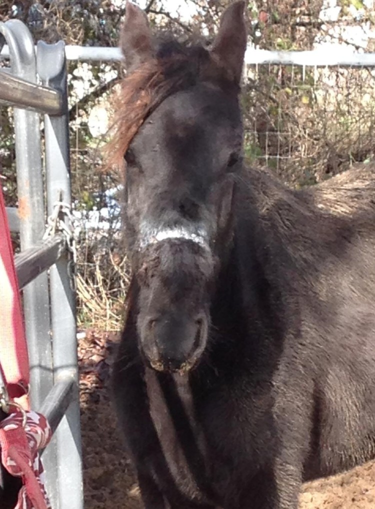 Caballo lastimado 1