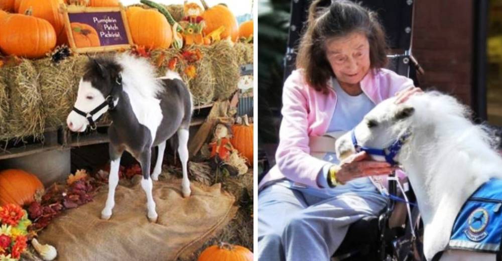 ¿Conoces a los caballos miniatura? Tienen un corazón gigante y son los mejores terapeutas