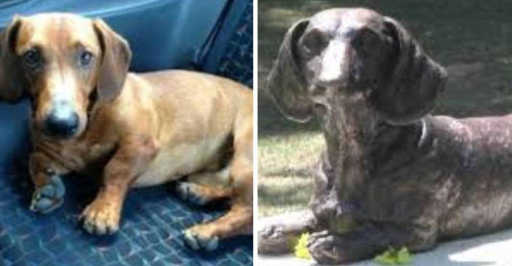 Leo es un perrito que se convirtió en un auténtico héroe que nunca jamás será olvidado Leo es un perrito que se convirtió en un auténtico héroe que nunca jamás será olvidado