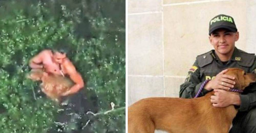 Este policía convirtió un crimen deplorable contra una perrita en un acto de heroísmo