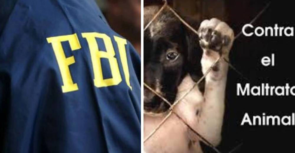 El FBI comienza a actuar contra casos de maltrato animal en Estados Unidos El FBI comienza a actuar contra casos de maltrato animal en Estados Unidos